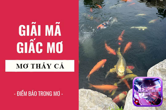 Nằm mơ thấy cá báo hiệu điềm gì?