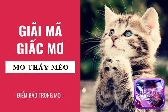 Nằm mơ thấy mèo báo hiệu điềm gì?